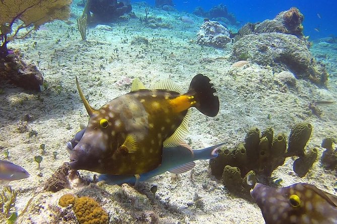 1 Tank Guided Shore Dive Including Equipment - Exploring at a maximum depth of 35 feet