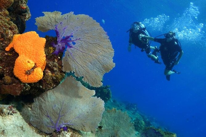 1 Tank Guided Shore Dive Including Equipment - How the private guide format changes the experience