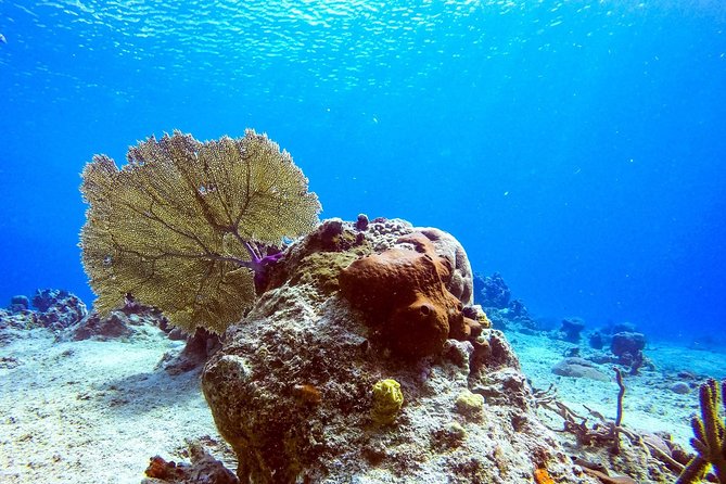 1 Tank Guided Shore Dive Including Equipment - Is $70 a fair price?