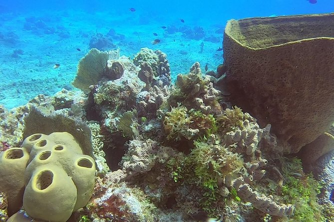 1 Tank Guided Shore Dive Including Equipment - Who should choose this shore outing?