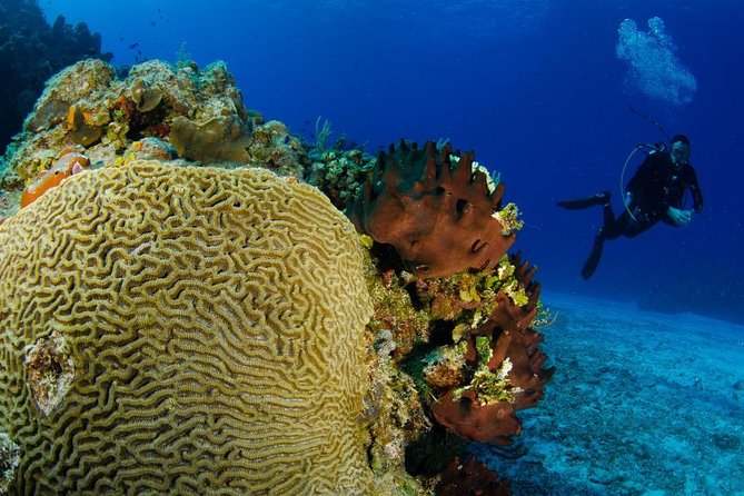 2 dives in Cozumel (for certified divers only) - What the four-hour Cozumel outing is really like