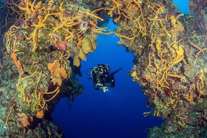 2 dives in Cozumel (for certified divers only) - The first and second underwater sessions