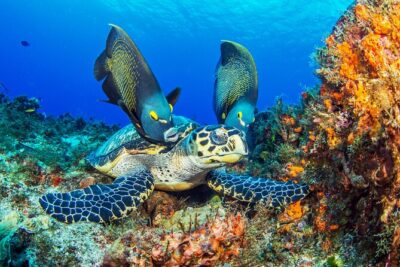 2 dives in Cozumel (for certified divers only)