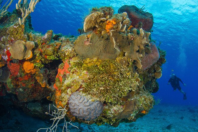 2 dives in Cozumel (for certified divers only) - Certification, health, and recent experience