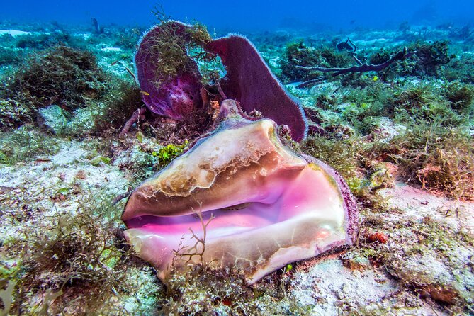 2 dives in Cozumel (for certified divers only) - Cruise passengers need a different plan