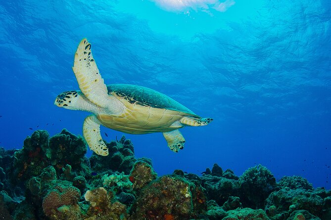 2 dives in Cozumel (for certified divers only) - What the $110 price includes, and what it does not