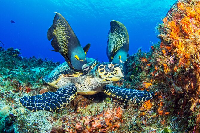 2 dives in Cozumel (for certified divers only) - Coral, walls, fish, and moving water