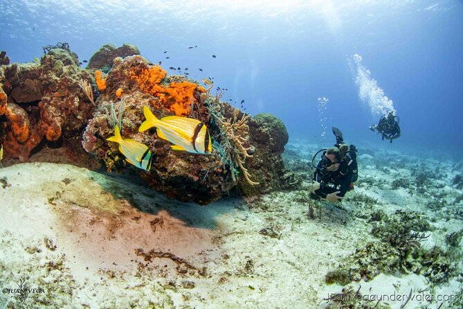 2 Tank Cozumel Reef Boat Dives - Key points to know before booking