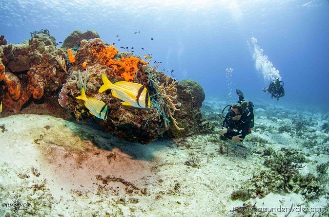 2 Tank Cozumel Reef Boat Dives - A second reef site for a fresh view