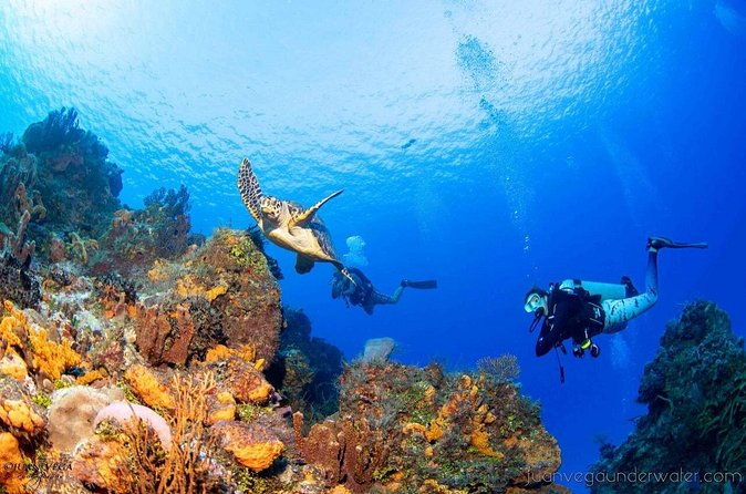 2 Tank Cozumel Reef Boat Dives - What the $179.21 price buys you