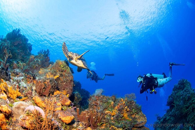 2 Tank Cozumel Reef Boat Dives - Safety, certification, and comfort