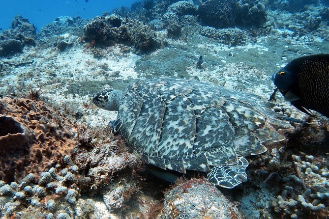 2 Tank Cozumel Reef Boat Dives - Palancar Reef, the first underwater stop