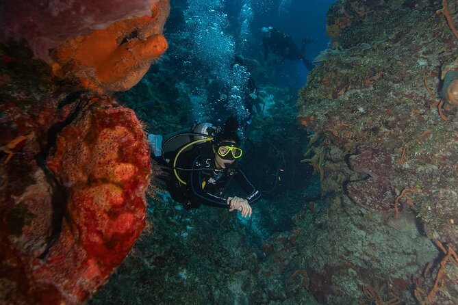 2 Tank Morning Dive: Scuba Diving in Cozumel - Equipment and guide service