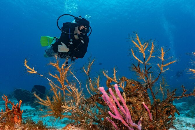 2 Tank Morning Dive: Scuba Diving in Cozumel - Meeting at Marina Fonatur at 9 a.m.