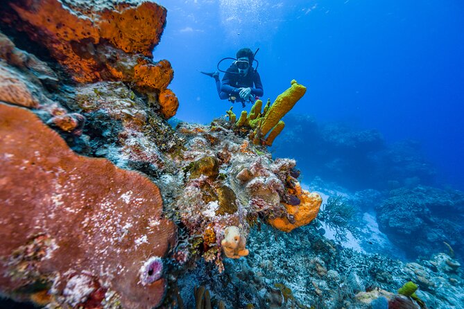 2 Tanks dives for Certified Divers in Cozumel - Why Cozumel’s southern reefs are worth your morning