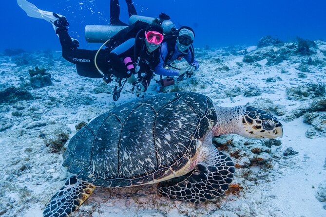 2 Tanks dives for Certified Divers in Cozumel - The first tank at Palancar Reef