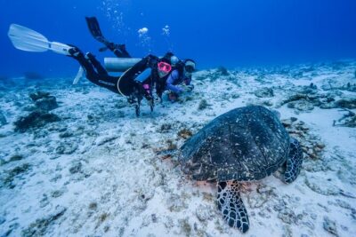 2 Tanks dives for Certified Divers in Cozumel