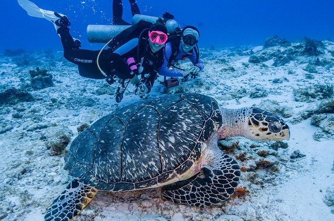2 Tanks dives for Certified Divers in Cozumel - Small groups and personal attention