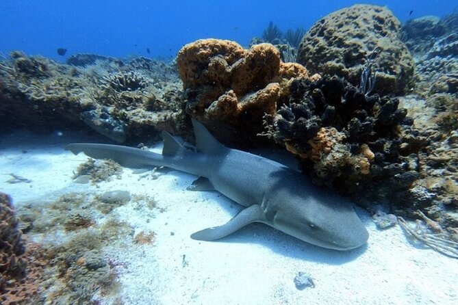 2 tanks for certified divers - Price, included lunch, and what you are really paying for