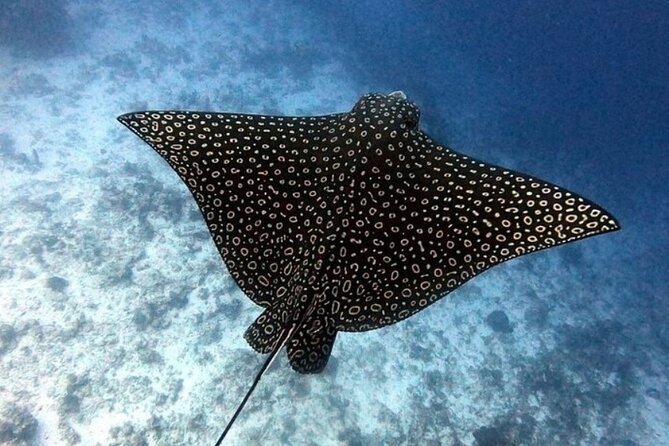 2 tanks for certified divers - Cozumel National Park below the surface