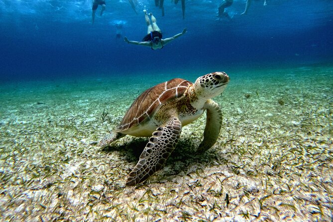 4 Hour Cozumel Turtle Sanctuary Experience on a Luxury Catamarán - Choosing between the morning and afternoon sailing