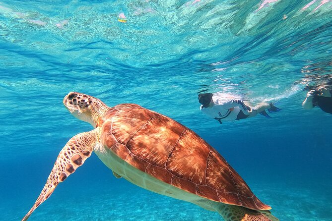 4 Hour Cozumel Turtle Sanctuary Experience on a Luxury Catamarán - El Cielo, where starfish replace the reef action