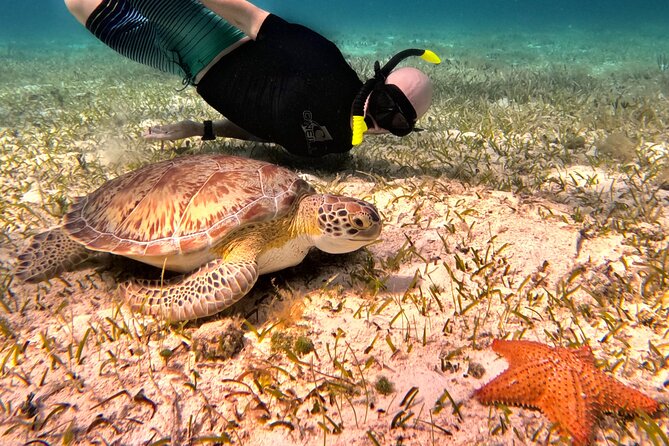 4 Hour Cozumel Turtle Sanctuary Experience on a Luxury Catamarán - Getting to the downtown departure point