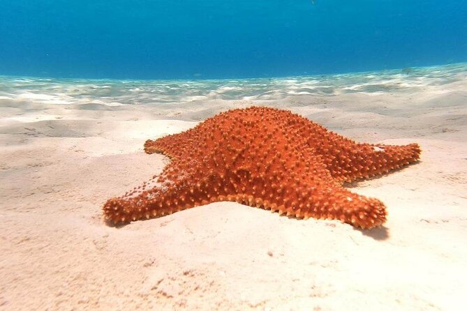 4 hours of shared snorkeling to El Cielo - The gear, the guides, and the small practical details