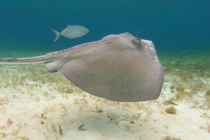 4 hours of shared snorkeling to El Cielo - Who will get the most from this Cozumel tour