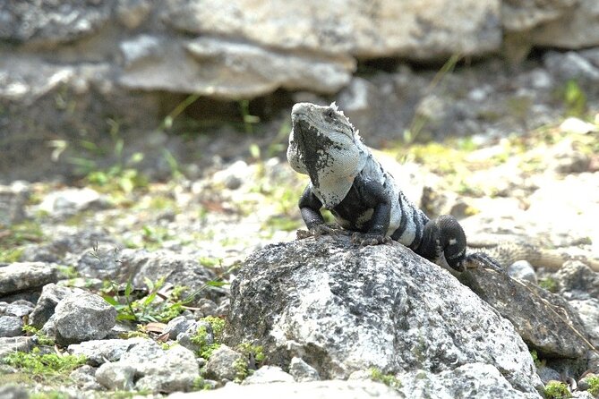 Amazing Jeep Tour Visit Punta Sur Park and San Gervasio Ruins - Why this Cozumel jeep tour works
