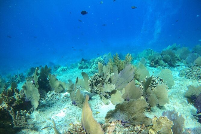 Bavarian Fiesta Snorkel Activity in Glass Bottom Boat at San Miguel de Cozumel - Food and drinks add real value