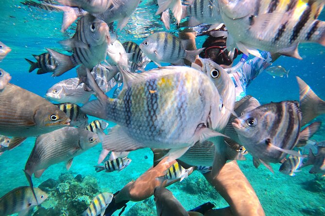 Bavarian Fiesta Snorkel Activity in Glass Bottom Boat at San Miguel de Cozumel - Who will enjoy this most