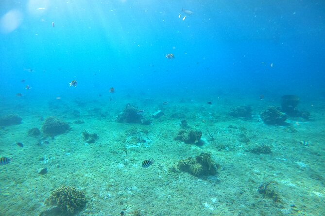 Bavarian Fiesta Snorkel Activity in Glass Bottom Boat at San Miguel de Cozumel - Shipwrecks, reef life, and the route’s biggest uncertainty