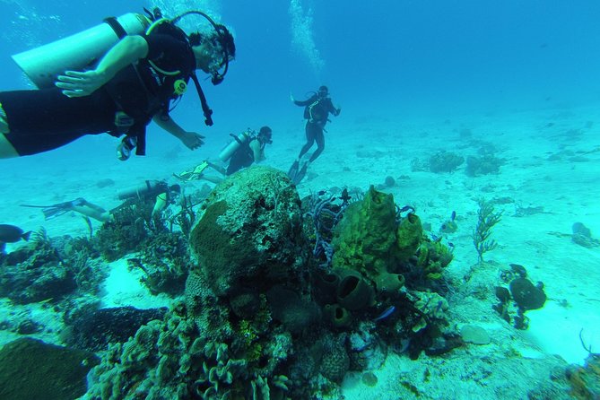 Chankanaab Cozumel Scuba Diving - Key points to know before booking