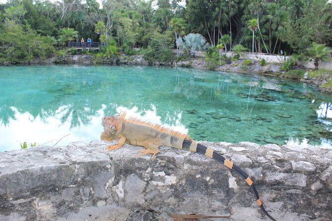 Chankanaab Park Admission +Snorkeling + Lunch included - How Long You Really Need
