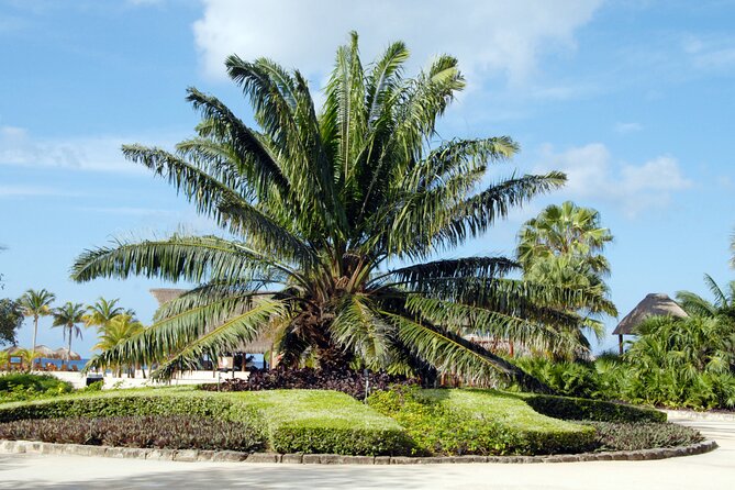 Chankanaab Park and Island Tour by Buggy with Mexican Lunch - El Mirador and Cozumel’s east coast
