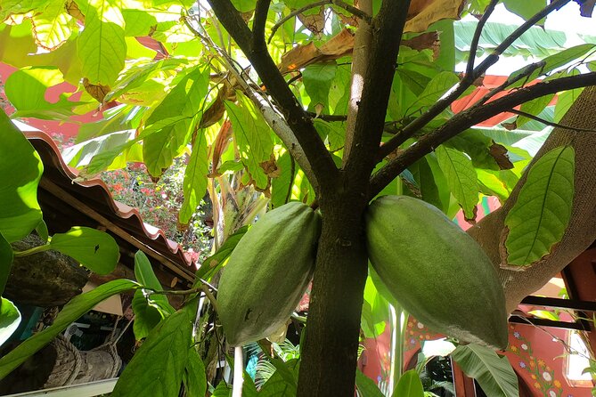 Chocolate Tasting & mayan Presentation - Meeting at La Monina in central Cozumel