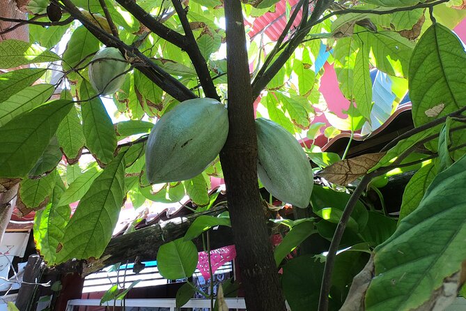 Chocolate Tasting & mayan Presentation - Who will enjoy this Cozumel outing?