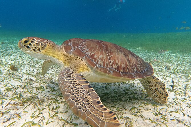 Colombia, Palancar & Cielo Cozumel Snorkel Tour - Is $65.71 a good value?