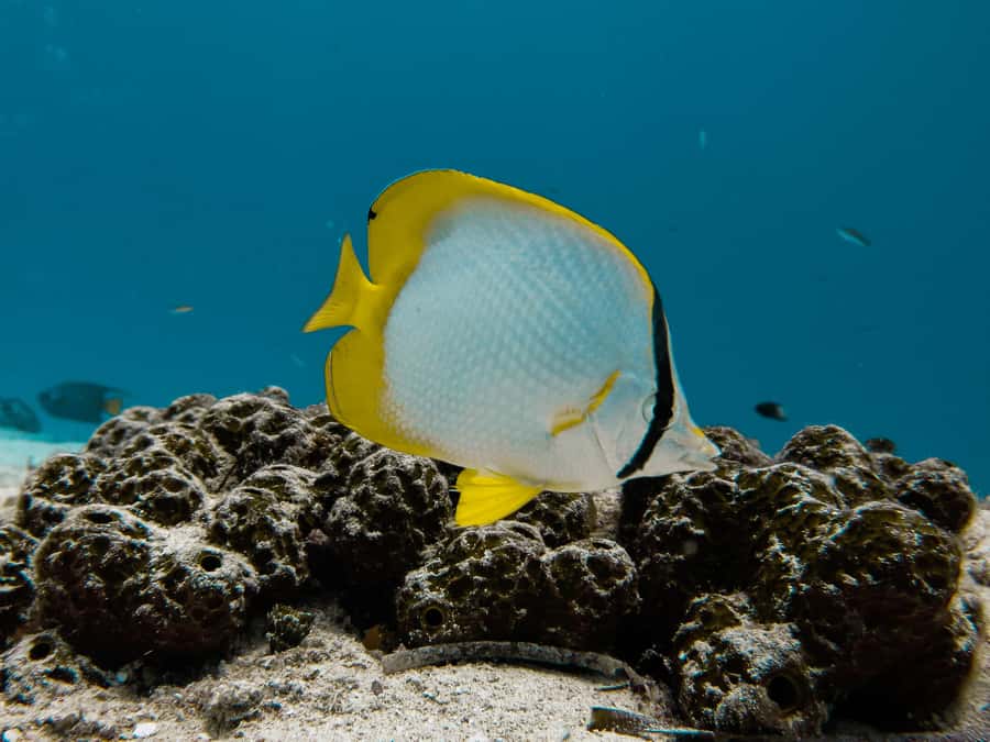 Cozumel: Chankanaab Park Admission+ Snorkel+ Welcome drink - Who will enjoy this most?