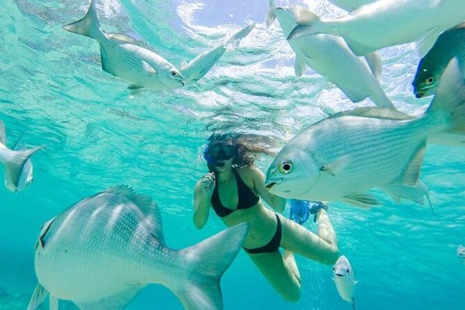 Cozumel: Day in Punta Sur Eco Park and Del Cielo Beach with Snorkeling - What this Cozumel day actually includes