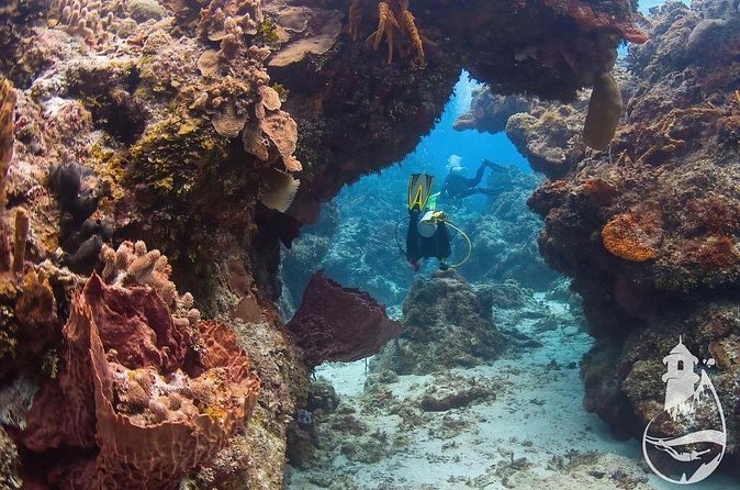 Cozumel: Discover Scuba Diving - Two reef descents in Cozumel National Marine Park