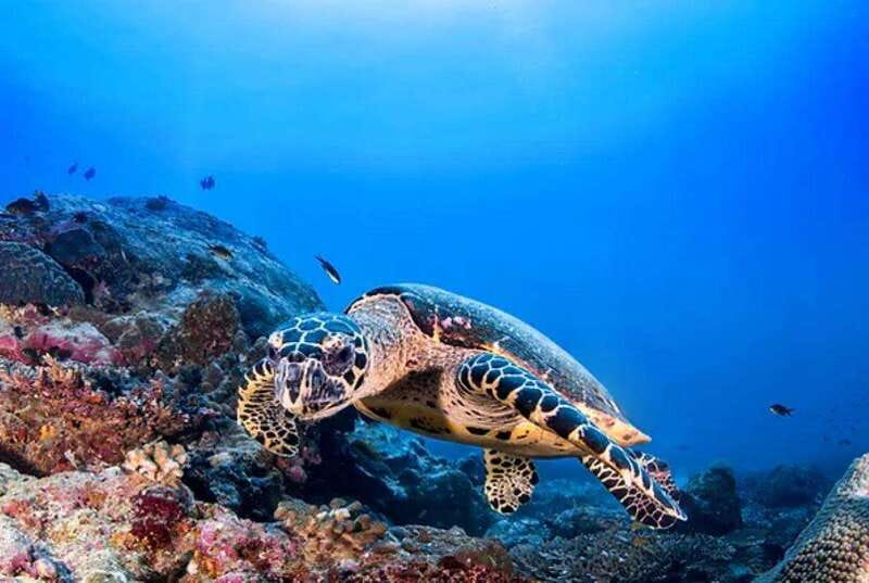Cozumel: Discover Scuba Diving for Non-Certified Divers - Why the instructor matters so much