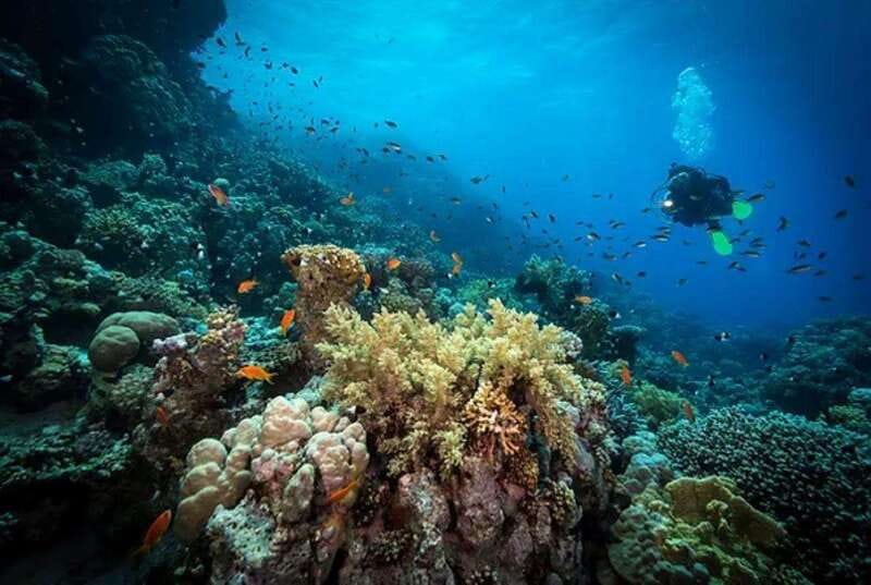 Cozumel: Discover Scuba Diving for Non-Certified Divers - Price, included gear, and extra costs