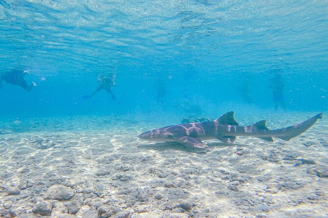 Cozumel Drive, Splash & Beach - Through El Cedral and Cozumel’s inland side