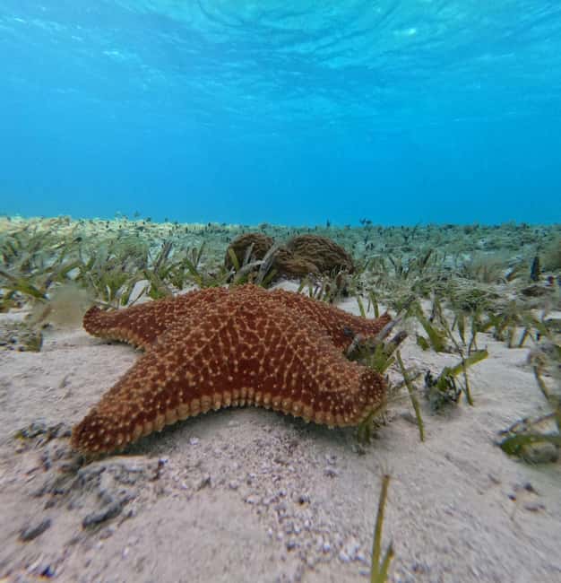 Cozumel, El Cielo: 4-Hour Shared Snorkeling Tour - What this Cozumel tour is really about