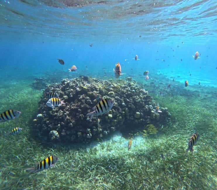 Cozumel, El Cielo: 4-Hour Shared Snorkeling Tour - Getting to the blue umbrella near El Mayor