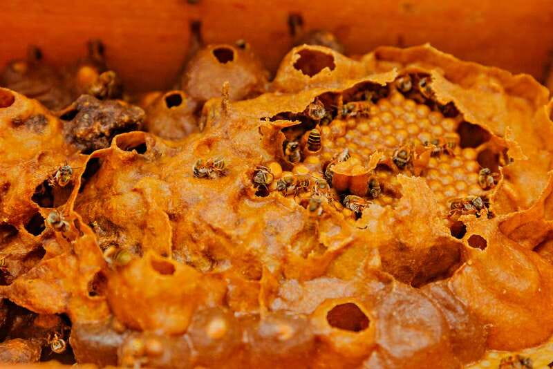 Cozumel: General Entrance to Mayan Bee Sanctuary - The brief Mayan ceremony