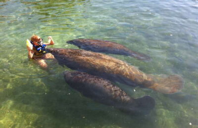 Manatee Encounter, Chankanaab Admission and Buffet