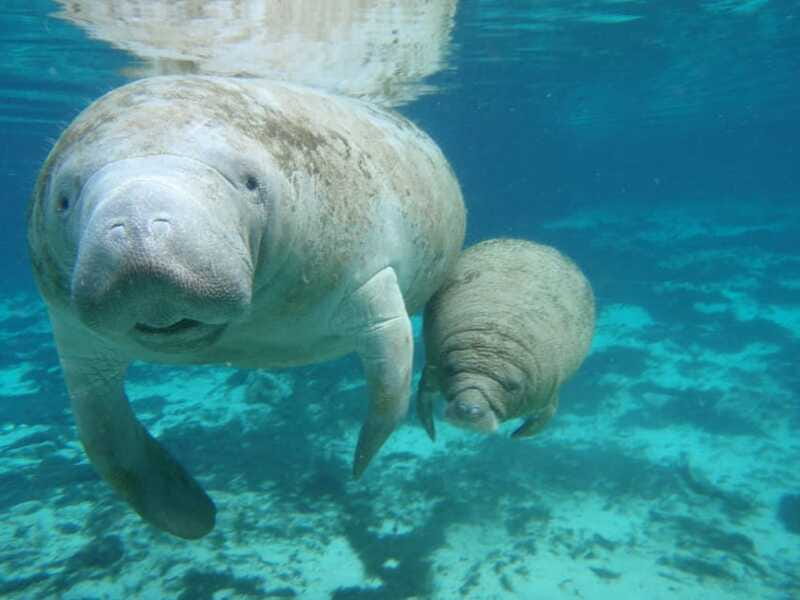 Cozumel: Manatee Encounter, Chankanaab Admission and Buffet - Getting there and managing your schedule